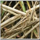 Chorthippus brunneus - Brauner Grashuepfer 08.jpg